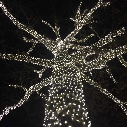 Novelty Lights 34ft 100 LED Pure White Christmas String Lights, Brown Wire - Image 3