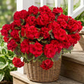 lovemoon 8 Pcs Artificial Geranium Plant Realistic Silk Flowers for Outside UV Resistant Faux Geraniums Flowers for Indoor Outdoor Home Garden Office Decoration (8, Red) by Lovemoon