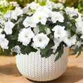 Artificial Flowers for Outdoors, Faux Petunias Spring Summer Decoration, Fake Flowers Plants UV Resistant Look Real Silk Flowers for Outside Planter Front Door Porch Patio Yard (6, White) by ArtistryThatNeverWithers