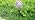 VCUTEKA Decorative Solar Garden Lights, 6" Mosaic Globe Outdoor Stake - Image 7