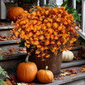 AXYLEX Artificial Fall Flowers Outdoor Fake Mums (RedOrangeYellow, 12) by AXYLEX