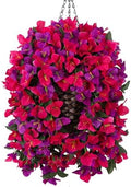Bougainvillea Artificial Hanging Fake Flowers with Basket for Outdoors Decoration, Faux Silk Flowers UV Resistant Fake Plants Long Vines Realistic for Outside Front Door Porch Patio, Fuchsia Hotpink by Ivydale