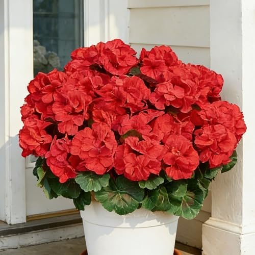 Geranium Artificial Flowers for Outdoors Spring UV Resistant Silk Geranium Red Fake Flower Outdoor Plants for Garden Home Porch Courtyard Window Box Decoration 4 Pcs by AWARDSEN