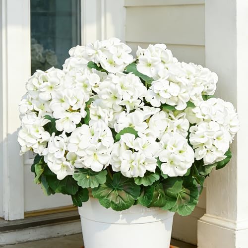 Geranium Artificial Flowers for Outdoors Spring UV Resistant Silk Geranium White Fake Flower Outdoor Plants for Garden Home Porch Courtyard Window Box Decoration 4 Pcs by AWARDSEN