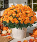 HyeFlora Artificial Fall Faux Mums Flowers Outdoor Plants for Decoration, 6 Bundles Fake Silk Orange Gerbera Daisy Flowers UV Resistant Look Real for Planter Outside Front Door Porch Patio Balcony by HyeFloraartificialflowers