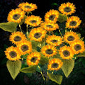 TANSOREN 6 Pack Solar Garden Lights Outdoor, 2 Lighting Modes Warm White LED Waterproof Solar Powered Sunflowers Landscape Light for Outside Yard, Patio, Pathway Decorative, Décor, Gifts by TANSOREN