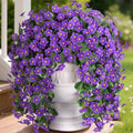 HyeFlora Artificial Faux Hanging Flowers for Outdoor Outside Spring Decoration, 2PCS Fake Silk Purple Daisy Plants UV Resistant Look Real Orchid Mums Vine for Front Door Porch Planter Balcony by HyeFloraartificialflowers