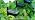 LETMY Solar Flower Lights, 6 Pack Solar Garden Lights with 36 Lily Flowers - Image 7