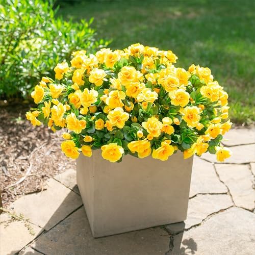 HyeFlora Artificial Fake Flowers Plants for Spring Outdoor Outside Decor, Faux Silk Yellow Camellia UV Resistant Realistic for Planter Front Door Porch Patio Balcony Decoration, 3 Large Bundles - Image 3
