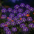 Solar Garden Lights Outdoor, Upgraded Solar Swaying Starburst Light Waterproof with 2 Modes, Solar Fairy Firework Lights for Yard Patio Pathway Flowerbed Balcony Garden Decoration (Purple, 2 Pack) by AYwyYjCh