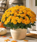 HyeFlora Artificial Fall Faux Mums Flowers Outdoor Plants for Decoration, 6 Bundles Fake Silk Yellow Gerbera Daisy Flowers UV Resistant Look Real for Planter Outside Front Door Porch Patio Balcony by HyeFloraartificialflowers