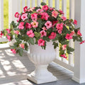 Ammyoo Artificial Fake Petunia Flowers for Outdoor Decoration by Ammyoo