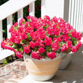 HyeFlora Artificial Faux Outdoor Flowers Plants for Spring Summer Decoration, Fake Silk Hotpink Camellia UV Resistant Look Real for Planter Outside Front Door Porch Patio Balcony, 3 Large Bundles by HyeFloraartificialflowers