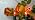 12.8Ft Flicker Flame String Lights C18 Retro Flame Flickering String Lights Fake Fire Lights String with 10 + 2Pcs E12 Flame Bulbs, for Christmas Halloween Home Fireplace Yard Party Decorations, 1W - Image 7