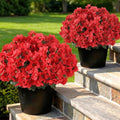 YXZZWL 2Pcs Artificial Azalea Flower Topiary Ball Trees for Front Door(Red) by YXZZWL