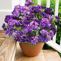 Artificial Geranium Fake Flowers for Outdoors Decoration, 6 Bundles Silk Geraniums Flower UV Resistant Look Real Faux Plants for Front Door Garden Porch Planter Patio Balcony Yard Indoor Home, Mix by HyeFloraartificialflowers