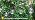 Mlambert 50FT(25FTx2) Solar String Lights with 20+2 LED G40 Bulbs, White - Image 7