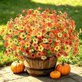 Fall Mums Artificial Flowers for Outdoors Potted, 12 Bundles Fake Fall Daisy Flower with Realistic Eucalyptus Leaves, Fake Plants for Greenery Boxwood Porch Patio Garden Pot Lawn(Yellow Orange) by Ammyoo