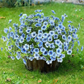 Sggvecsy Artificial Flowers for Outdoors 12 Bundles Realistic Faux Plants UV Resistant Fake Silk Daisy with Eucalyptus for Boxwood Planter Patio Porch Outside Spring Summer Decoration(Blue) by Sggvecsy