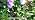 KOOPER Solar Lights Outdoor Garden Decor, 4 Pack Upgraded Delphinium Solar Garden Lights with 36 LEDs, Vivid Flowers Outdoor Waterproof for Landscape Patio Yard Decor - Image 7