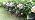 Weepong Outdoor Solar Lights 2 Pack, 18 Butterflies Solar Garden Lights - Image 7