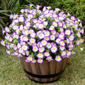 Artificial Flowers for Outdoor 16 Bundles Fake Morning Glory,purple/white by Nigirior