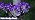 Solar Sunflower Lights Outdoor Garden Decor, 6 Pack Solar Purple Flowers Lights with 18 Sunflowers, Waterproof Fall Decor Stake Decorative Light Auto ON/Off for Garden Yard Patio, Gift for Women - Image 7