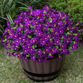 Artificial Faux Flowers for Outdoor 16 Bundles Fake Morning Glory,Fuchsia by Nigirior