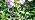 KOOPER Solar Lights Outdoor Garden Decor, 10 Pack Upgraded Delphinium Solar Garden Lights with 90 Colorful LEDs, Vivid Flowers Outdoor Waterproof for Landscape Patio Yard Decor - Image 7