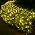 Meteds LED Christmas Net Lights Outdoor, 100 LED 5ftx5ft Connectable 8 Modes Mesh, 29V Plug-in Waterproof for Bushes Fence Tree Garden Xmas Decor (Orange) - Image 7