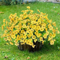 Sggvecsy Artificial Flowers for Outdoors 12 Bundles Realistic Faux Plants UV Resistant Fake Silk Daisy with Eucalyptus for Boxwood Planter Patio Porch Outside Spring Summer Decoration(Yellow) by Sggvecsy