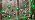 LED Shamrock String Lights Outdoor, 8.5Ft St. Patrick's Day Decorations Lights with 10 Green Clover Light, Plug in Shamrock Fairy Light for Indoor Outdoor St. Patrick's Day Party Irish Window Garden - Image 7