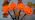 PASUTO 7Ft Halloween Pathway Lights Outdoor Pumpkin Stake Light with 4 Jack-O Lantern Pumpkin Lights and 4 Stakes, for Halloween Outdoor Walkway Pathway Driveway Garden Yard Lawn Light Decor - Image 7