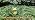 Solar Garden Lights Frog Statue with Solar Lantern,13.78in Tall Frog Decor - Image 7