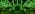 Weepong Halloween Lights Outdoor, Meteor Shower Christmas Lights for Halloween Decorations, 8 Tube 192 LED Snow Falling Rain Icicle String Light for Xmas Christmas Decor Tree Party, UL Plug Green - Image 7